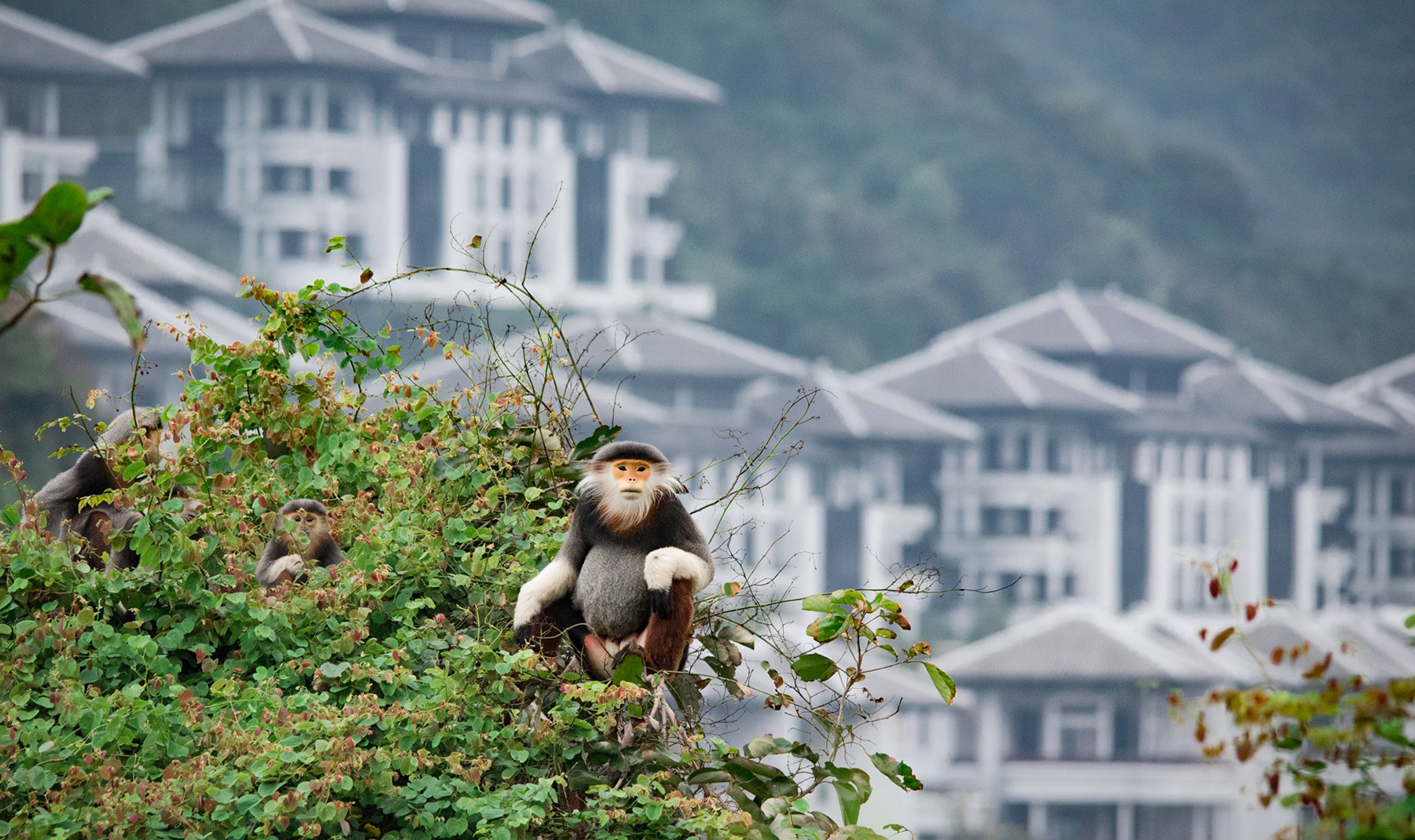 Building bridges for the long-term survival of a rare monkey in central Vietnam